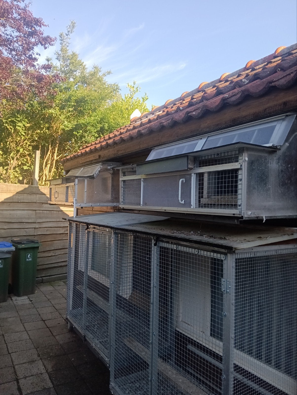 Spoetnik duiven, Dieren en Toebehoren, Meerdere dieren, Postduif