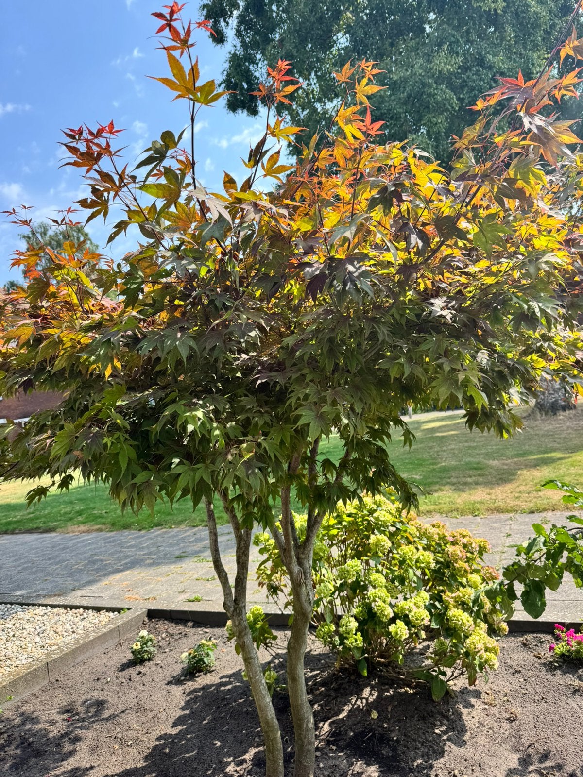 Japanse esdoorn, Tuin en Terras, Planten | Bomen, Ophalen, Bloeit niet, Halfschaduw, Overige soorten