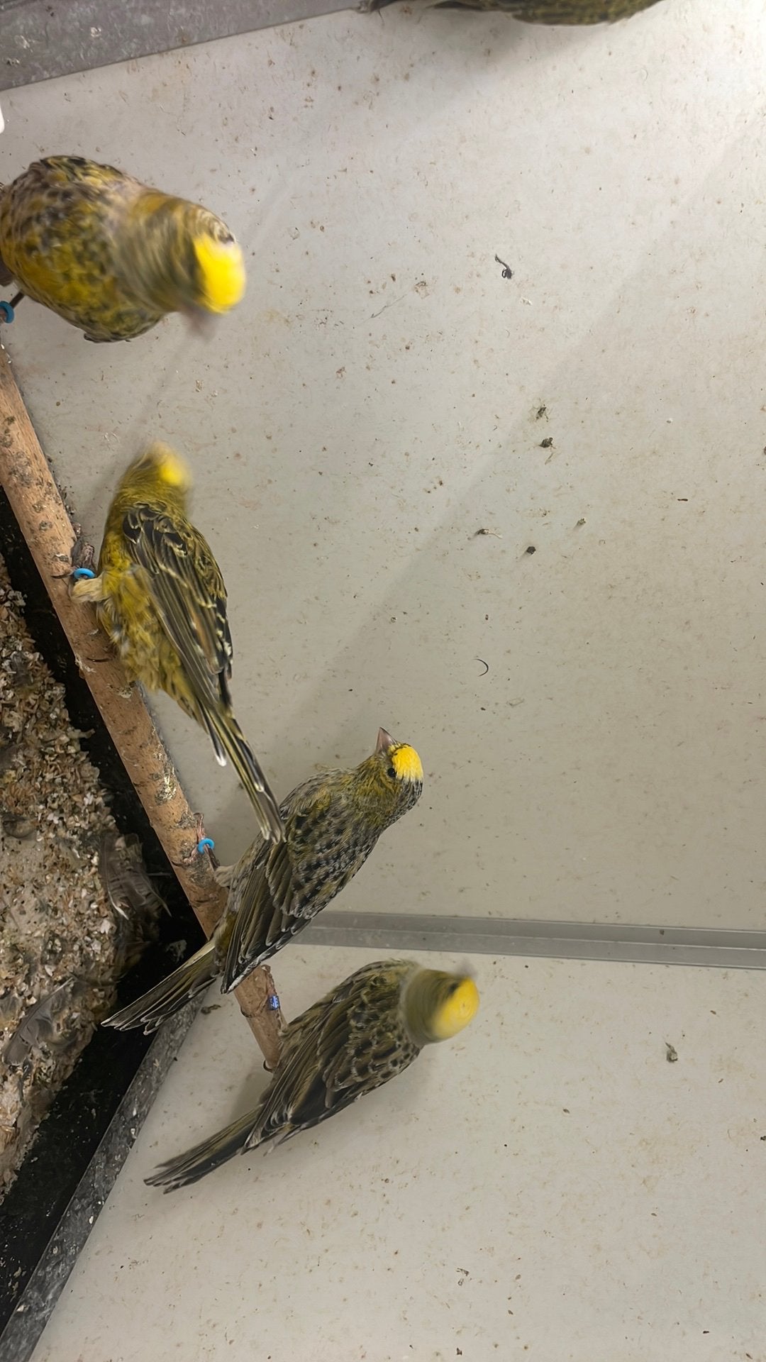 Mooie Lizard kanaries (mannen), Dieren en Toebehoren, Vogels | Kanaries, Meerdere dieren, Kleurkanarie
