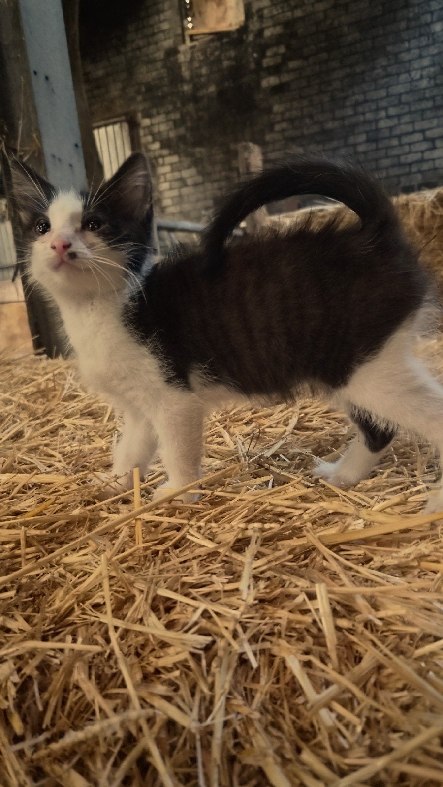 Kitten kitlens kat poes kater boerderij, Dieren en Toebehoren, Katten en Kittens | Raskatten | Korthaar, Meerdere dieren, Ontwormd