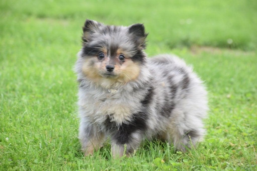 Keeshond dwergkees Spitz Pomeriaan pups, Dieren en Toebehoren, Honden | Poolhonden, Keeshonden en Oertypen, België, Keeshond, 8 tot 15 weken