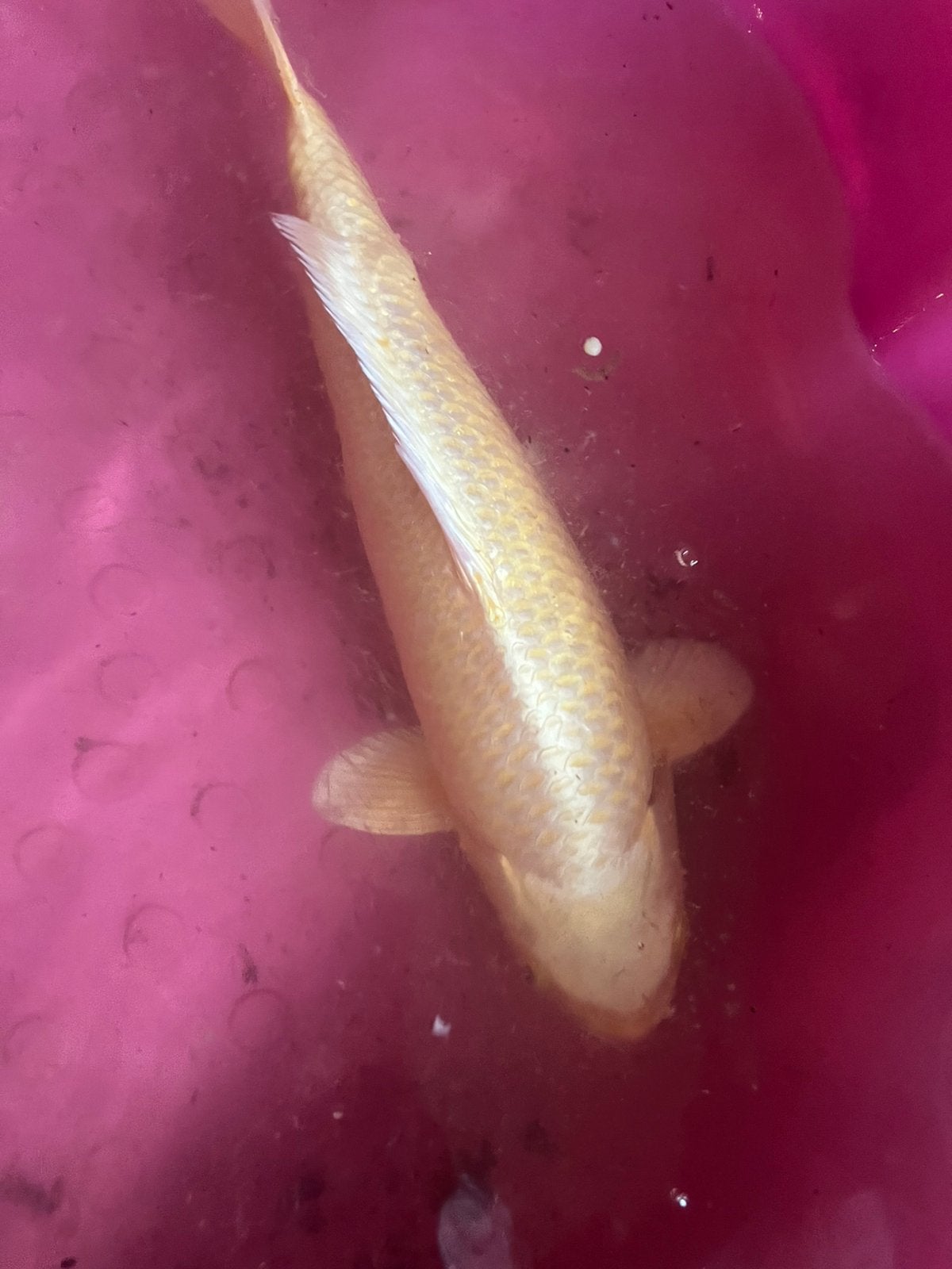 Mooie yamabuki koi plus min 39 cm, Dieren en Toebehoren, Karper of Koi