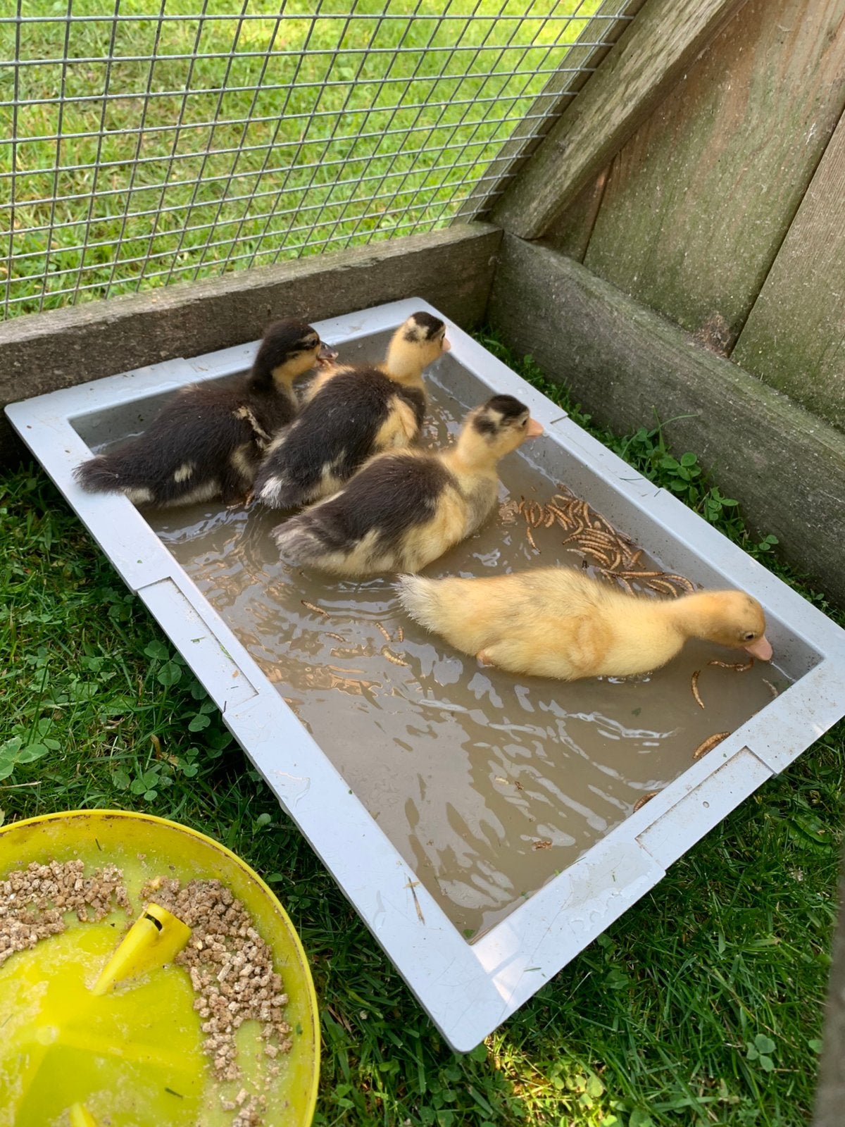 Kwaker eendjes, Dieren en Toebehoren, Meerdere dieren, Eend