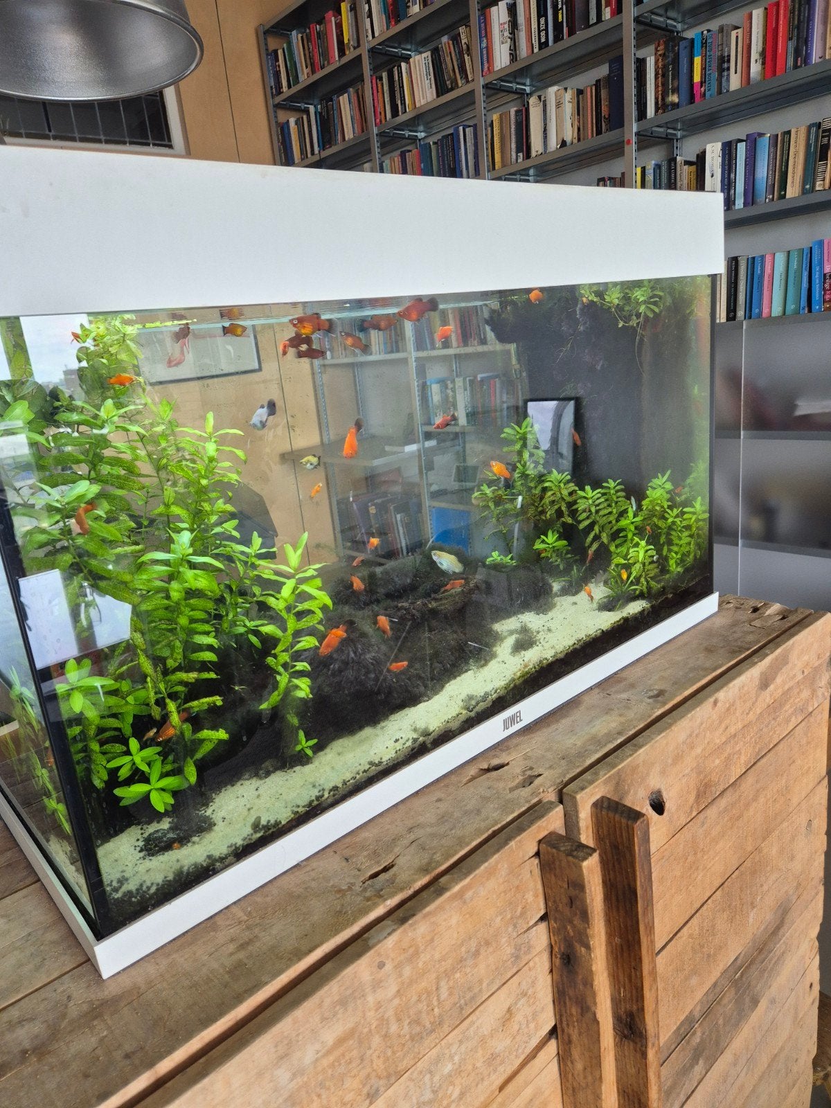 Aquarium Juwel met vissen, Ophalen, Gevuld zoetwateraquarium