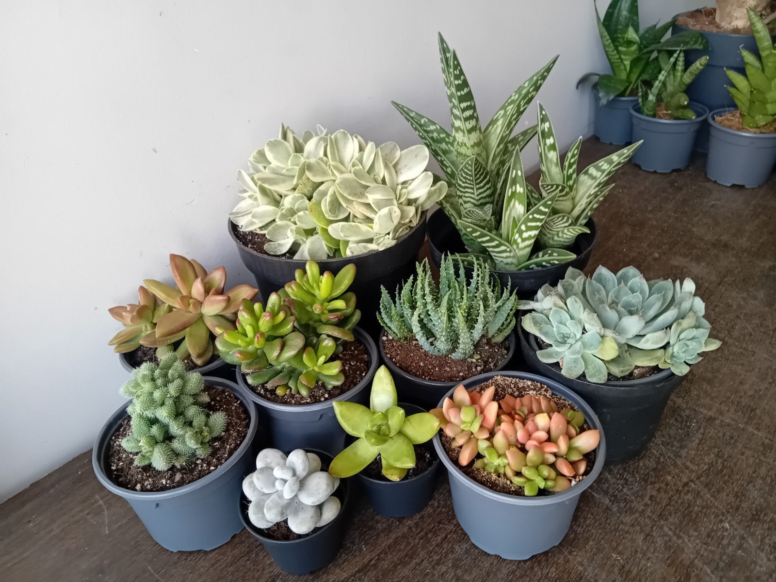 10 vetplanten 5-25cm, Ophalen, Vetplant, Halfschaduw, In pot