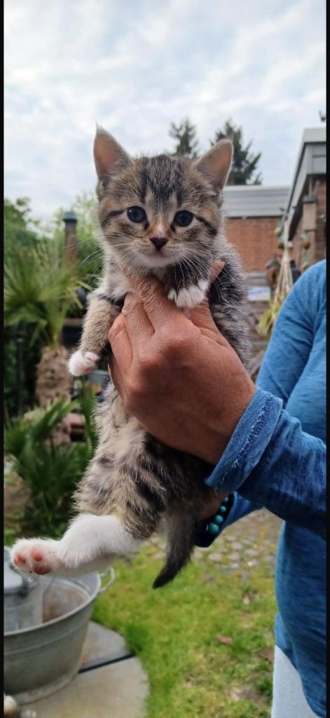 Kittens, Meerdere dieren, Ontwormd, 0 tot 2 jaar