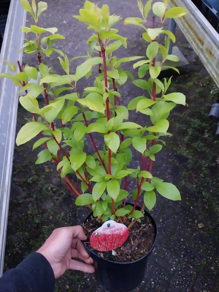 Cornus struiken - Sierlijke kornoelje voor uw tuin, Tuin en Terras, Planten | Struiken en Hagen, Ophalen, Overige soorten, Struik