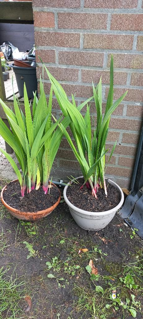 Gladiolen, Gladiolus 4,50 euro per bak., Volle zon, Eenjarig, Zomer, Ophalen