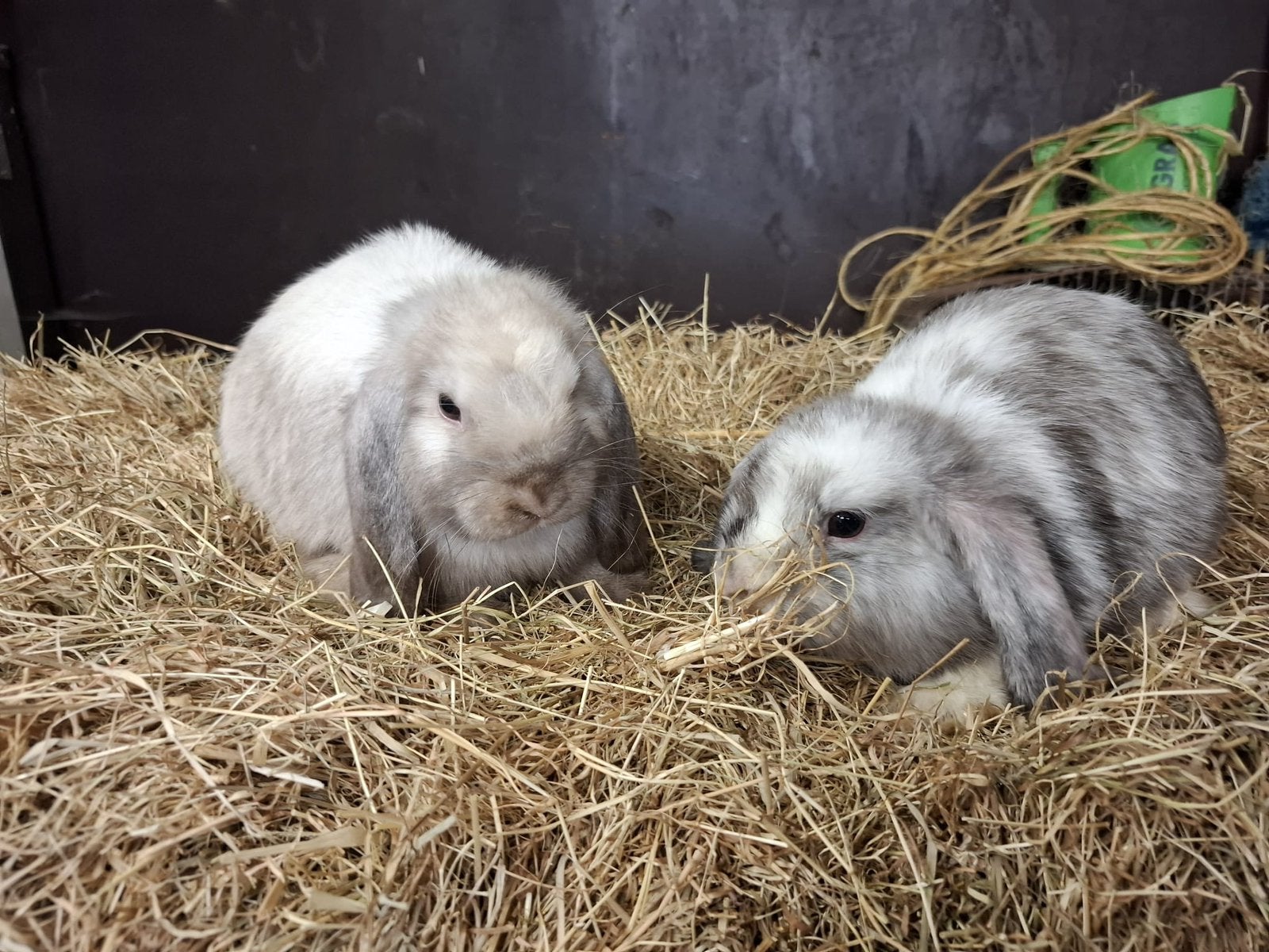 Te koop Lieve Dwerg Hangoor konijntje, Dieren en Toebehoren, Konijnen, Meerdere dieren, Dwerg, Hangoor
