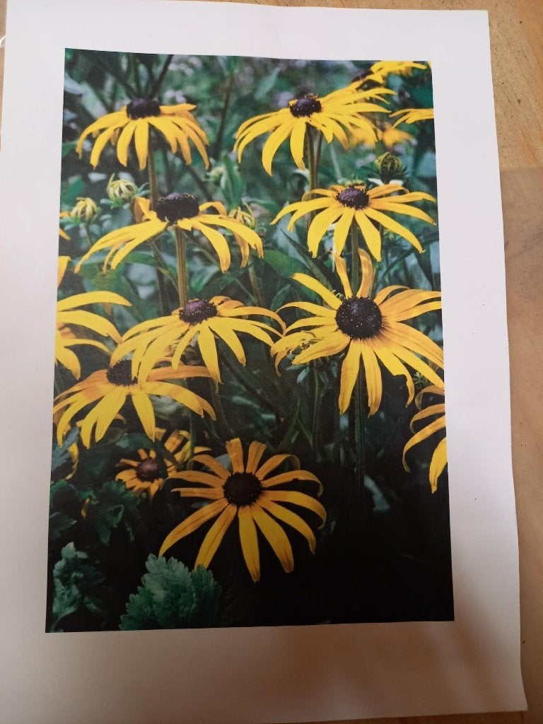 Zonnehoed geel (Rudbeckia fulgida Goldsturm), Ophalen of Verzenden, Vaste plant, Overige soorten, Volle zon