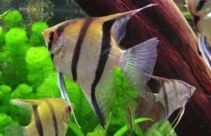 MAANVISSEN GEZOCHT, Dieren en Toebehoren, Vissen | Aquariumvissen, Vis