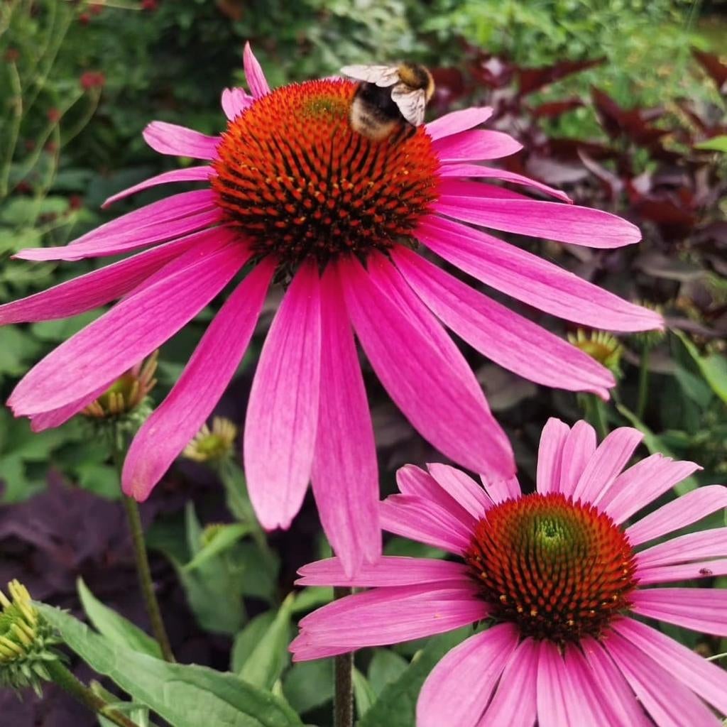 de Zonnehoed • duurzaam gekweekte tuinplanten, Ophalen, Vaste plant, Overige soorten