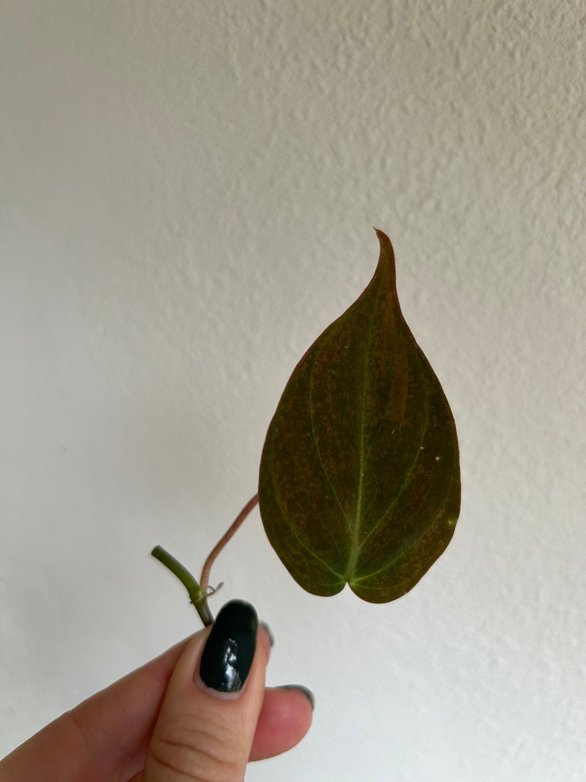 Philodendron, epipremnum, scindapsus, stek (zie adv), Huis en Inrichting, Kamerplanten, Ophalen of Verzenden, Halfschaduw, Minder dan 100 cm