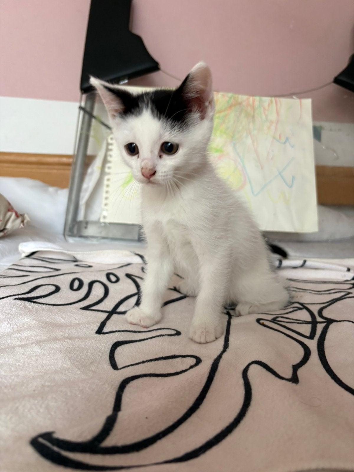 Kittens geboren 11 april. Vanaf 6 juni ophalen, Dieren en Toebehoren, Meerdere dieren