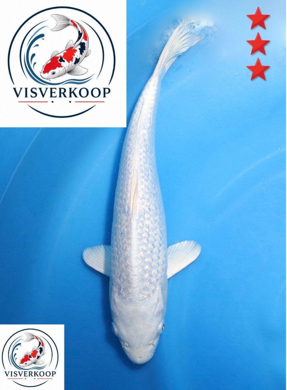Koi Ginrin Platinum Ogon., Karper of Koi