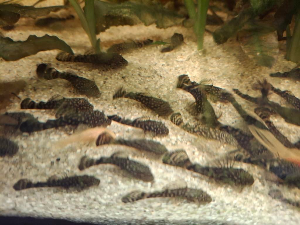 Tekoop ancistrus dolichopterus 3a4 cm, Dieren en Toebehoren, Vissen | Aquariumvissen, Vis