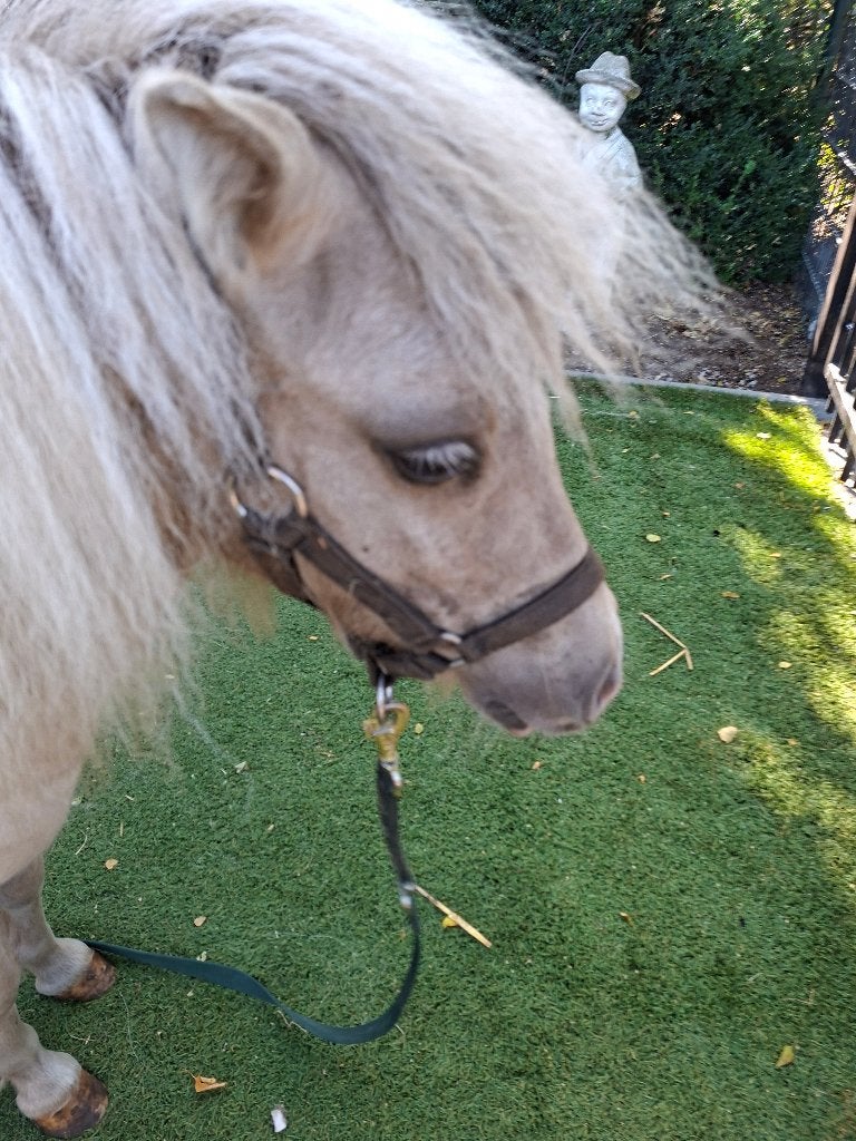 PRACHTIG palomino bont mini paardje merrie, Merrie