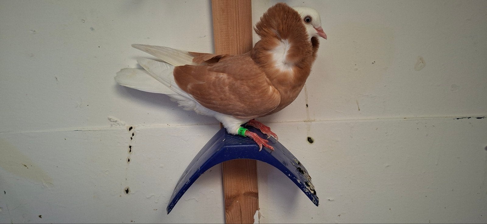 Te koop sierduiven Oudhollands kapucijnen duiven, Dieren en Toebehoren, Vrouwelijk, Overige soorten