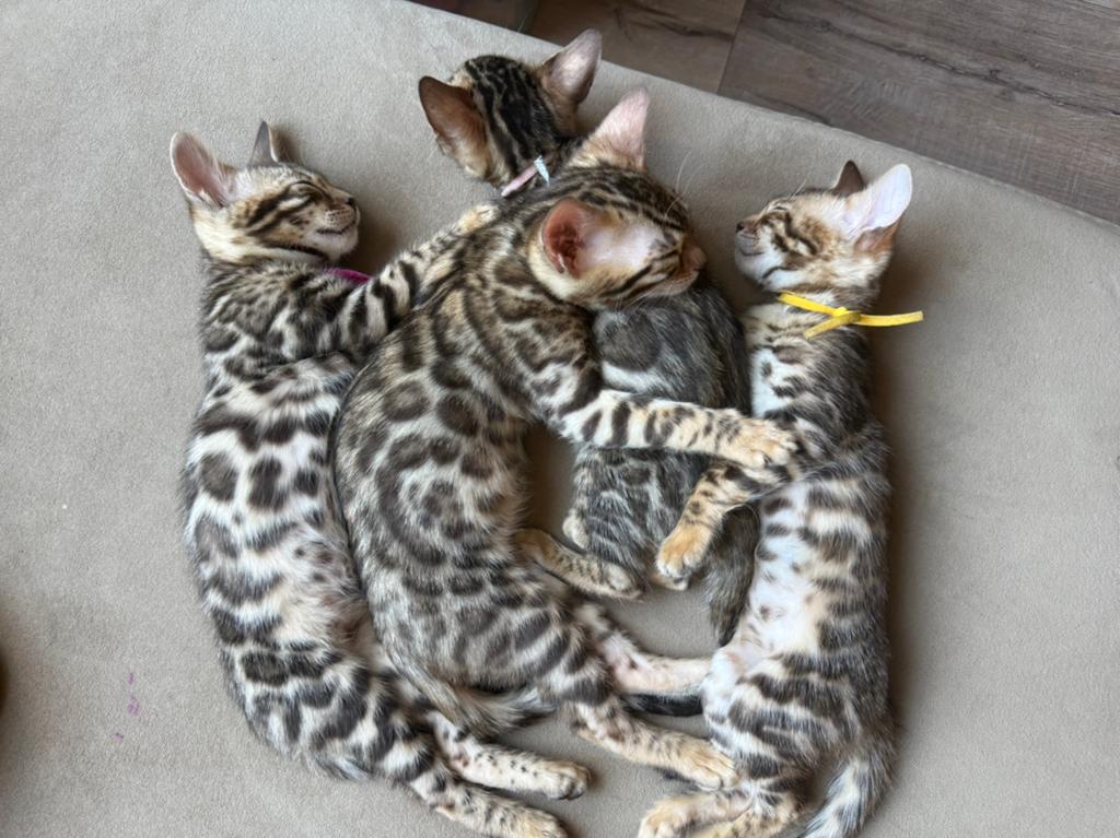 Prachtige bengaal kittens met stamboom,mogen bijna verhuizen, Meerdere dieren, Met stamboom, 0 tot 2 jaar