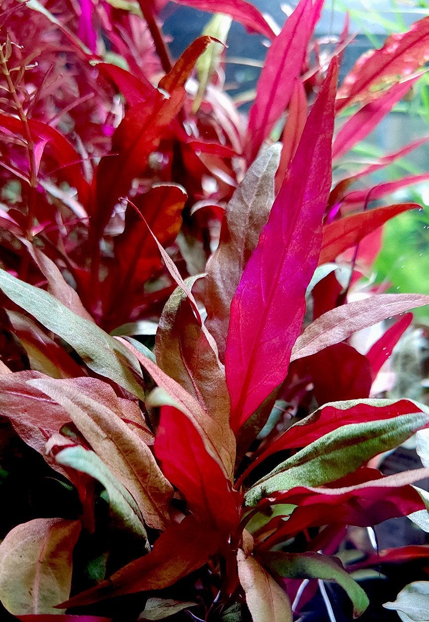Aquariumplanten Alternanthera rood, Dieren en Toebehoren, Vissen | Aquaria en Toebehoren, Ophalen, Plant(en), Steen of Hout