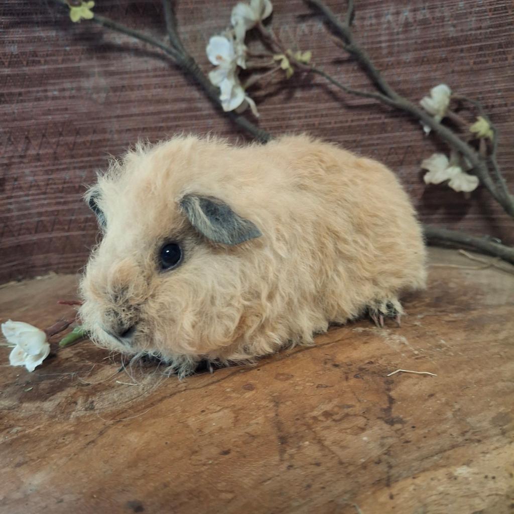 Ch teddy cavia zeugje, April, Vrouwelijk, Cavia