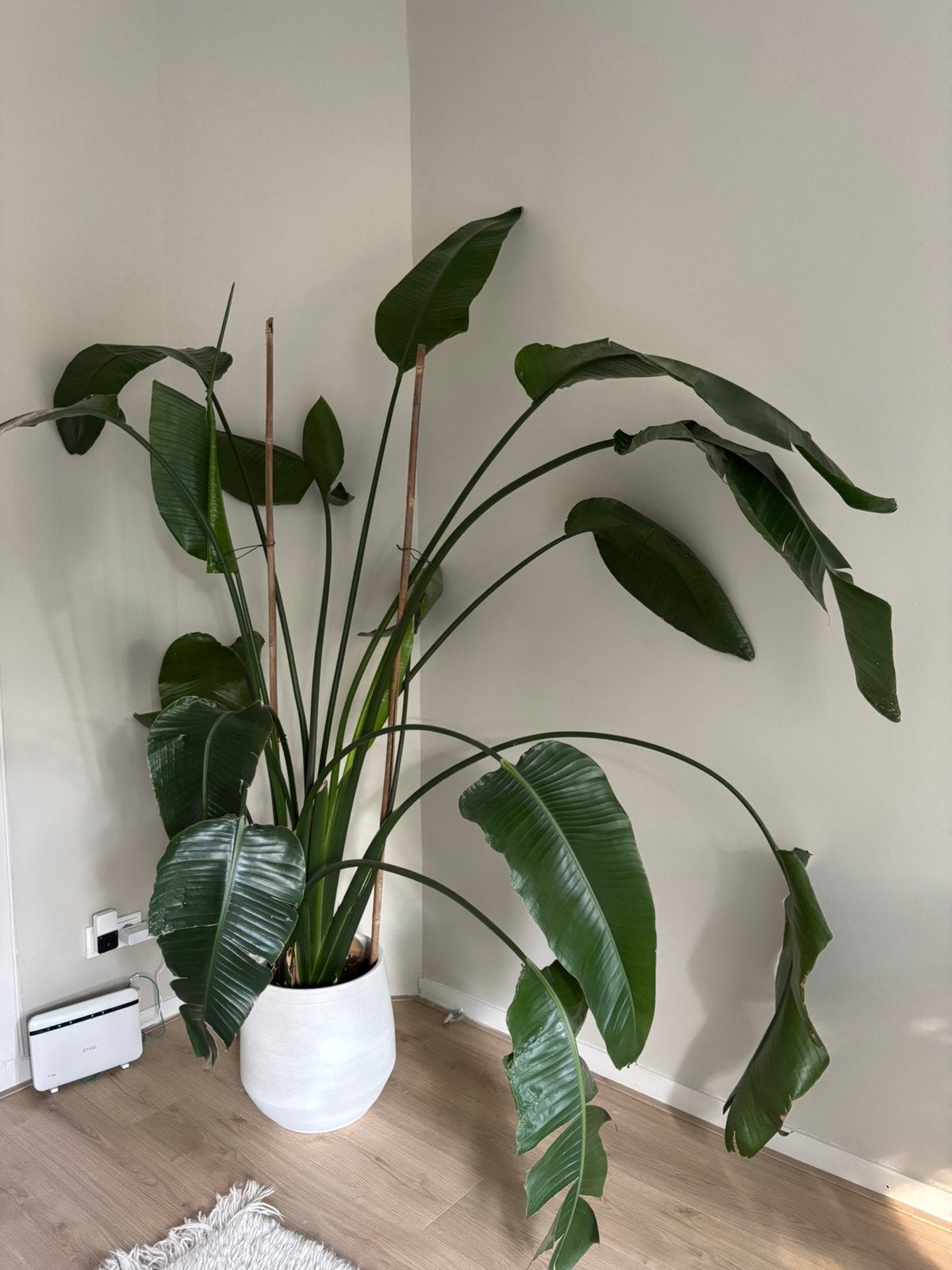 Grote kamerplant (2m hoog), Huis en Inrichting, Kamerplanten, Ophalen, Halfschaduw
