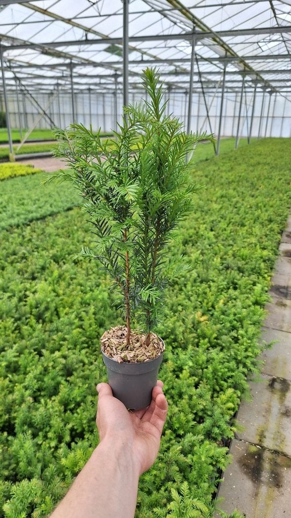Taxus baccata lengte 20-30 cm, Tuin en Terras, Planten | Struiken en Hagen, Ophalen, Taxus, Haag, Minder dan 100 cm
