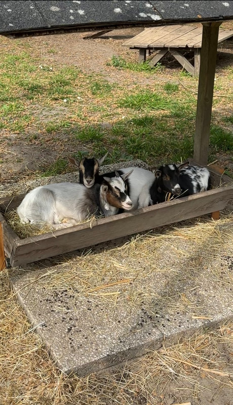 3 jonge dwergeitjes, Meerdere dieren, Geit, 0 tot 2 jaar