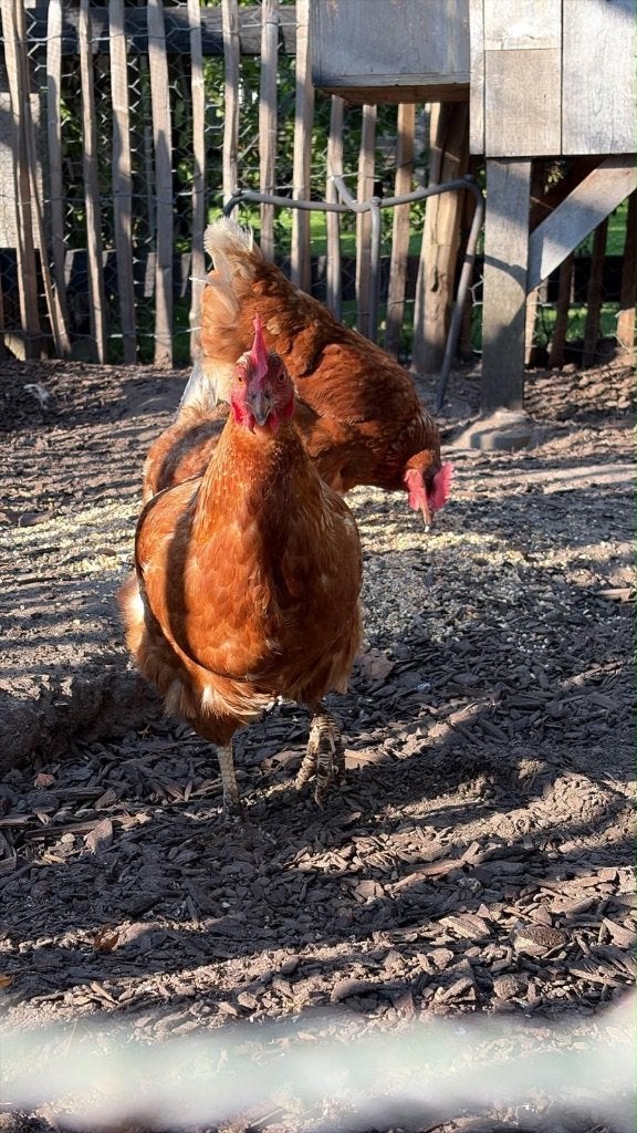 Lõhmnan kippen te koop, Dieren en Toebehoren, Pluimvee, Vrouwelijk, Kip