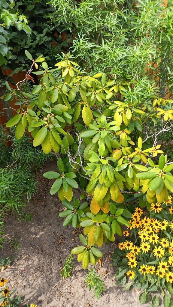 rhododendron, Ophalen, Rhododendron, Struik, 100 tot 250 cm