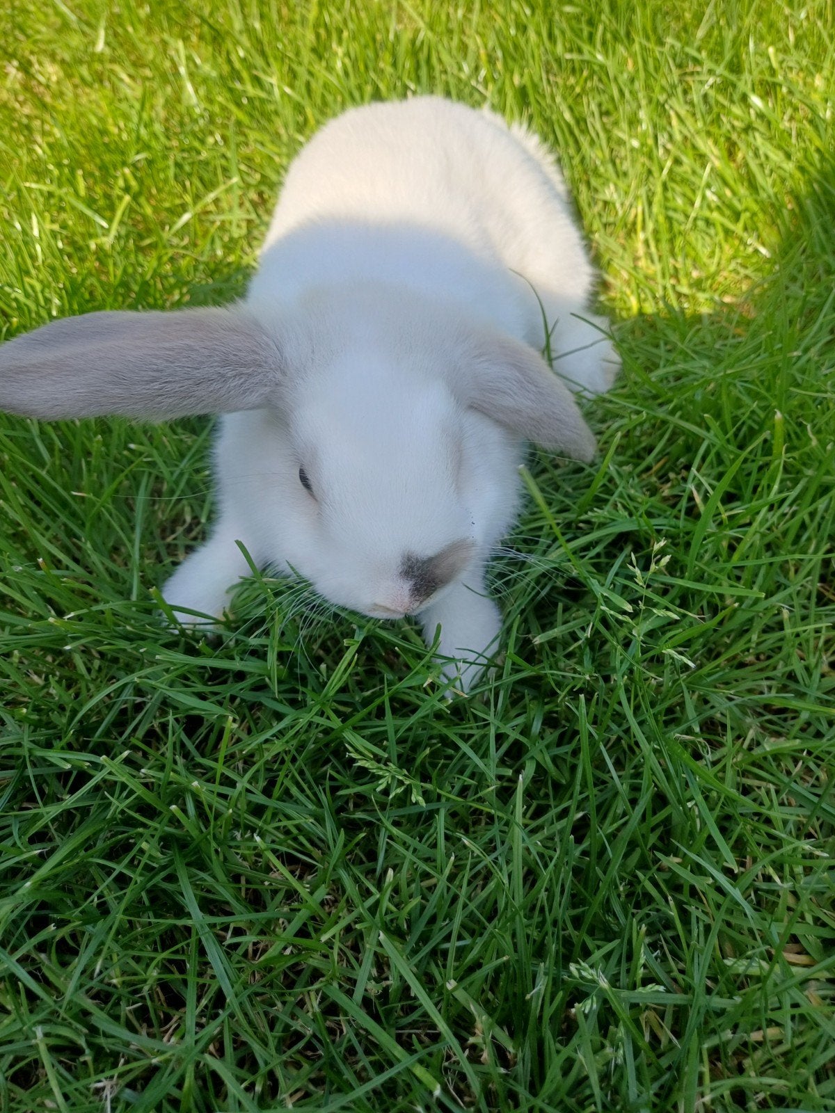 Lieve schattige hangoor konijntjes, Mannelijk, Hangoor