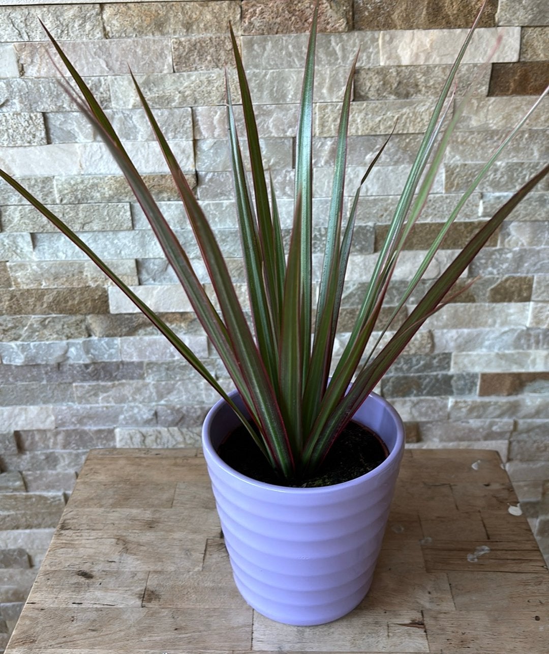 Dracena in pot, Overige soorten, In pot, Minder dan 100 cm, Groene kamerplant