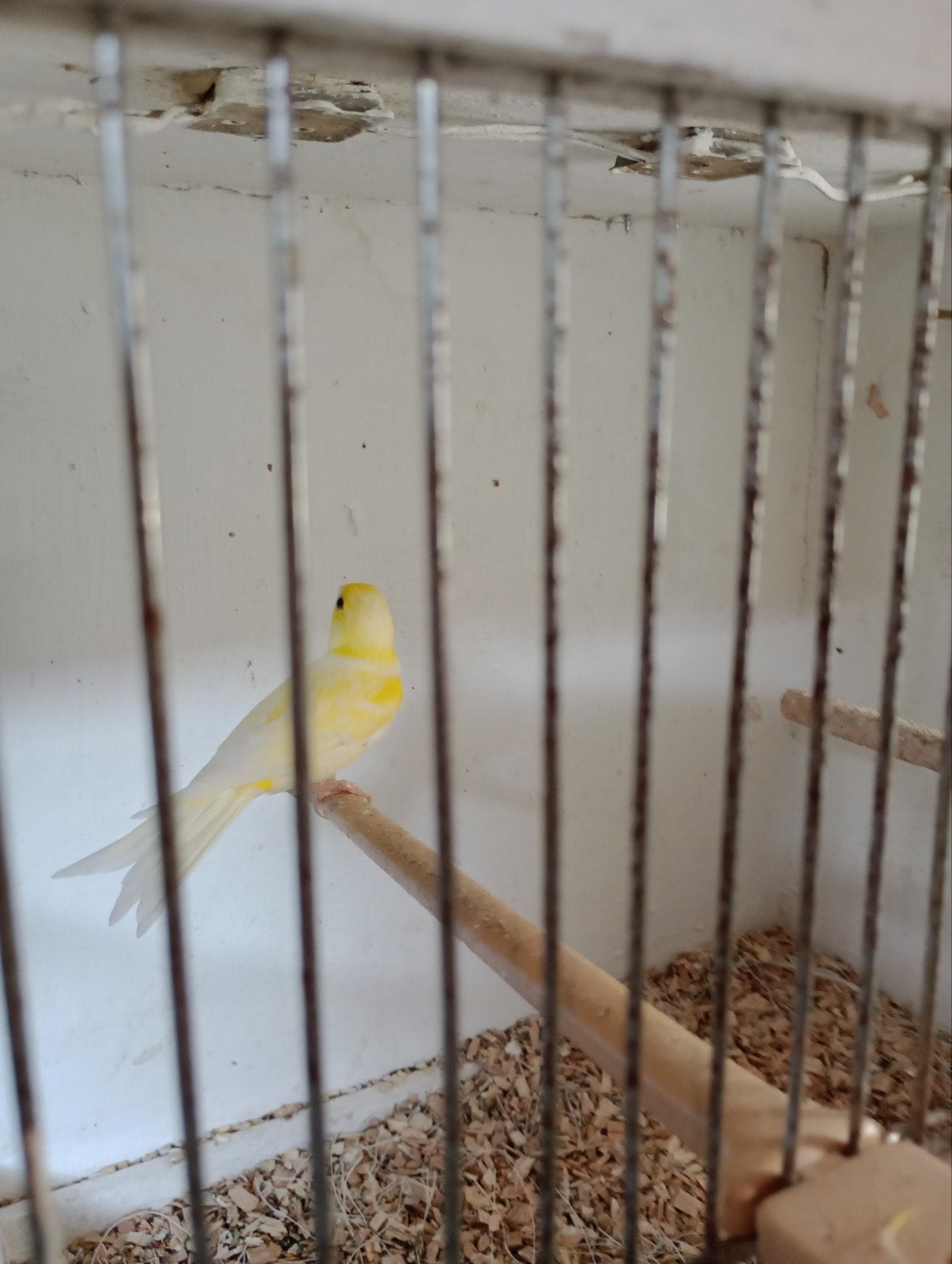 Te koop kanarie pop, Dieren en Toebehoren, Vogels | Kanaries, Vrouwelijk, Kleurkanarie