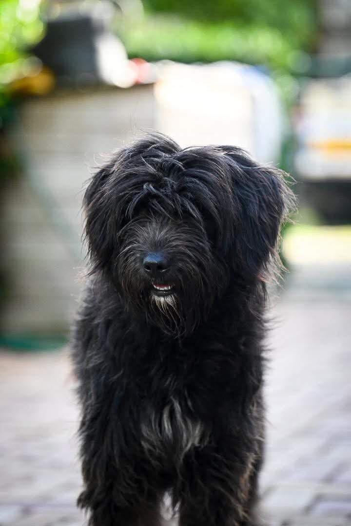 Rizzle, briard mix teef gest 1 jaar, Particulier, 1 tot 2 jaar, Buitenland, Teef