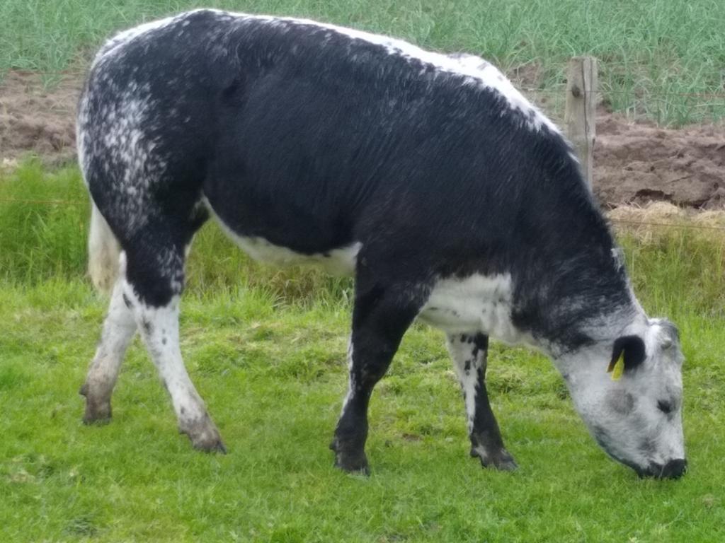 Mooie dikbil pink te koop., Dieren en Toebehoren, Runderen, Vrouwelijk