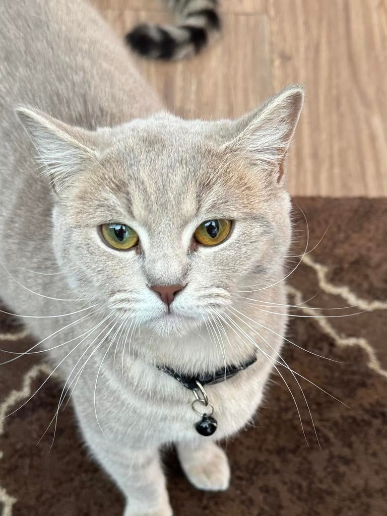 Britse korthaar Kittens(gezond), Kortharig, 0 tot 2 jaar