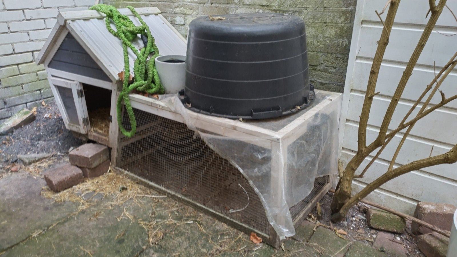 Lieve mannelijke cavia (5 jaar) zoekt nieuw maatje + gratis, Dieren en Toebehoren, Knaagdieren, Cavia, Februari, Mannelijk, Tam