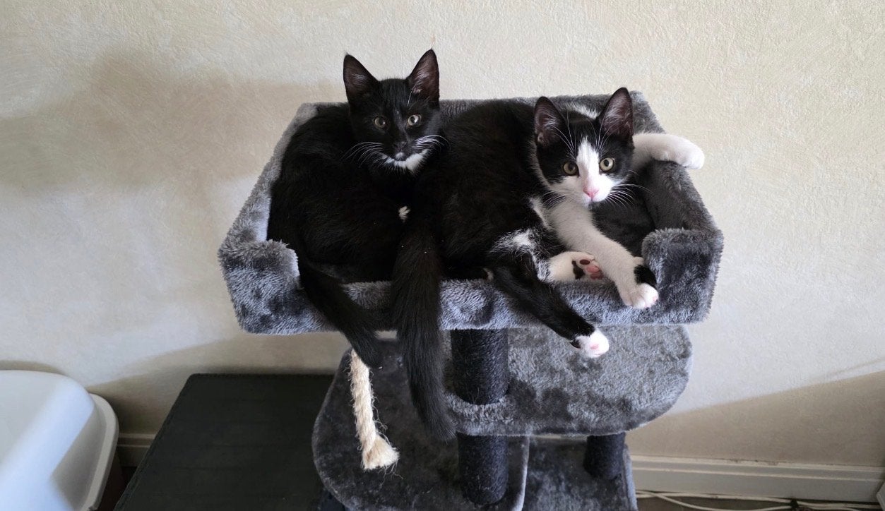 Twee lieve kittens