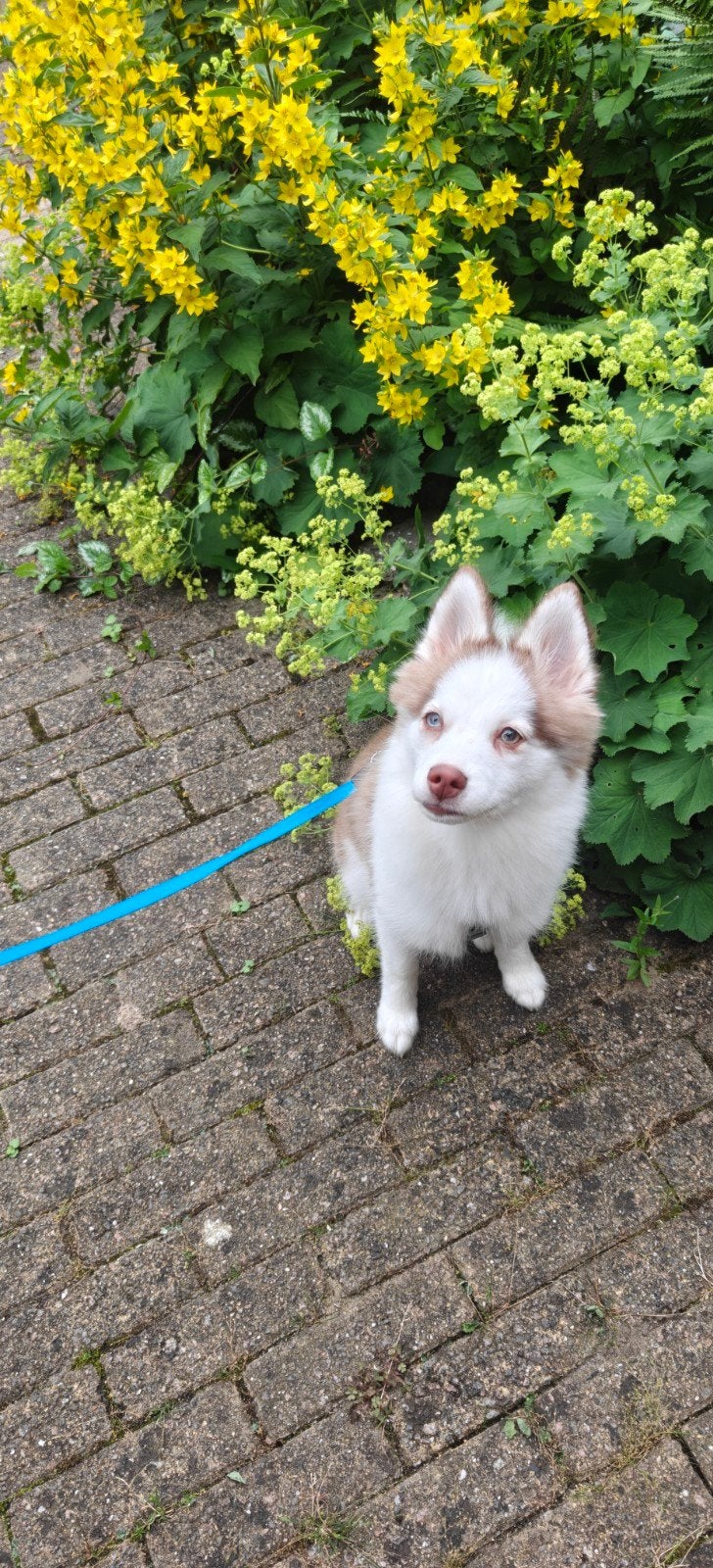 Molly de Pomsky/husky, Dieren en Toebehoren, Honden | Poolhonden, Keeshonden en Oertypen, Parvo, 15 weken tot 1 jaar, Teef, Poolhond