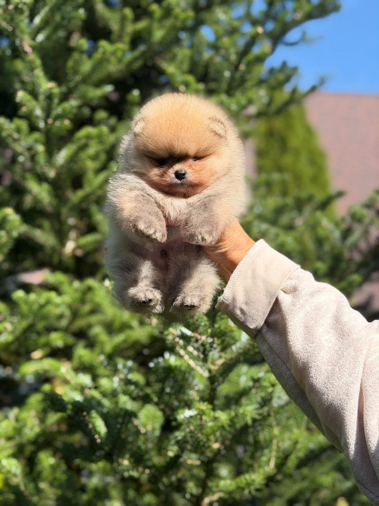 Pomeriaan pup reutje Orange Sable – Bear type, Dieren en Toebehoren, Nederland, Keeshond, Reu, 8 tot 15 weken