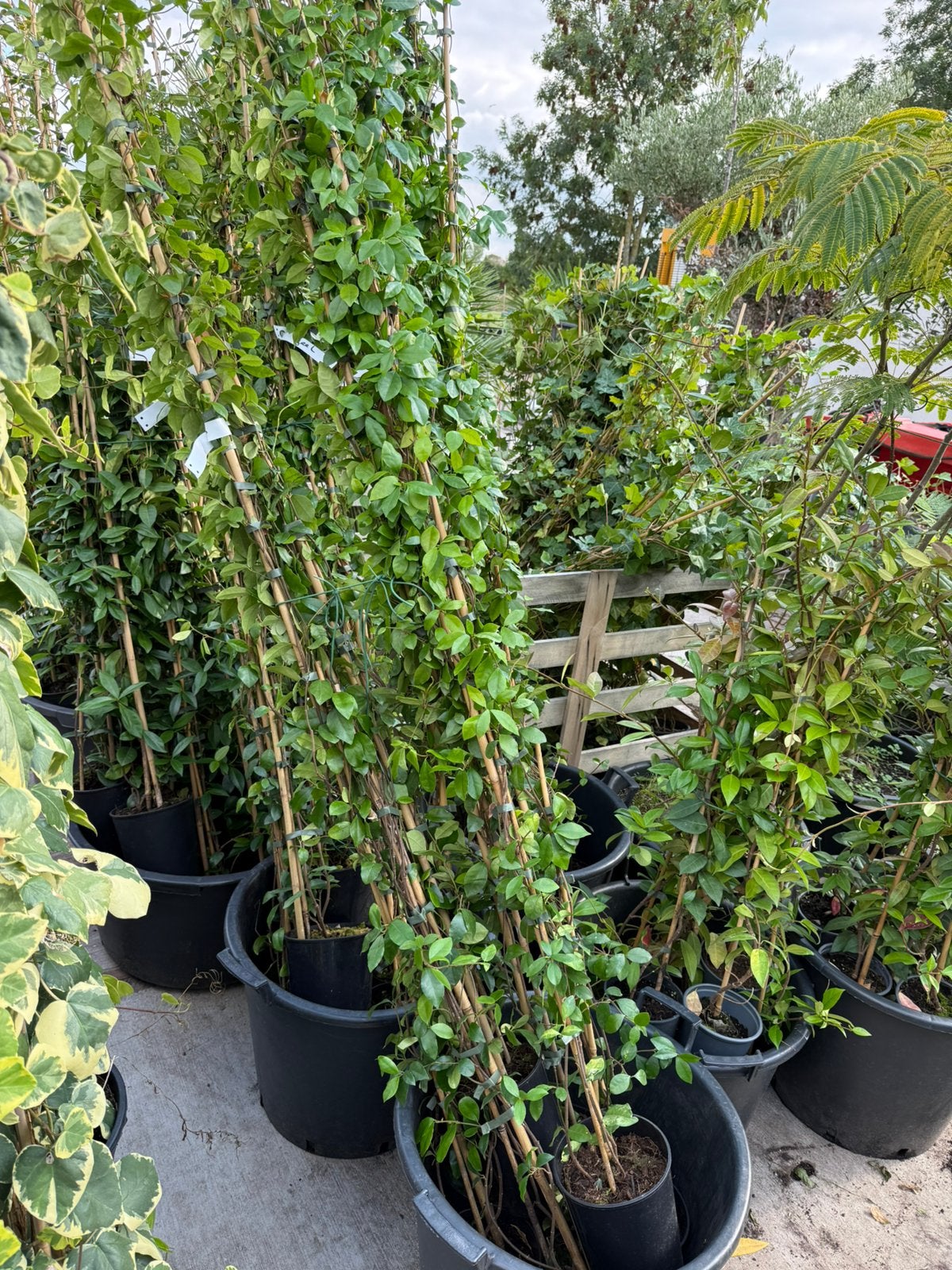 Toscaanse jasmijnen div maten wit en geel zeer scherpe prijs, Ophalen, Volle zon, Vaste plant, Klimplanten
