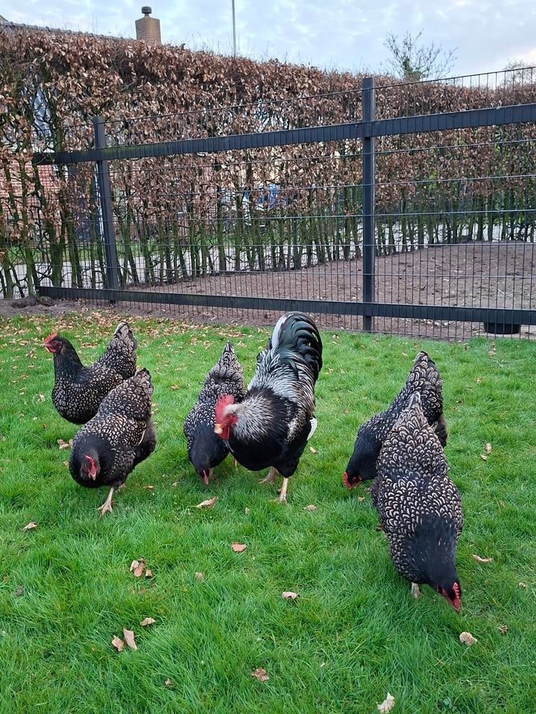 BROEDEIEREN : PRACHTIGE ZILVER DUBBEL GEZOOMD BARNEVELDERERS, Dieren en Toebehoren, Pluimvee, Geslacht onbekend, Kip