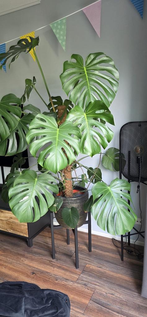 Grote Monstera deliciosa van 4 jaar oud, 1,50 m hoog, Groene kamerplant, Ophalen, Halfschaduw, 100 tot 150 cm