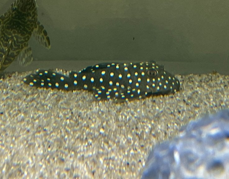 Snowball pleco L142, Vis