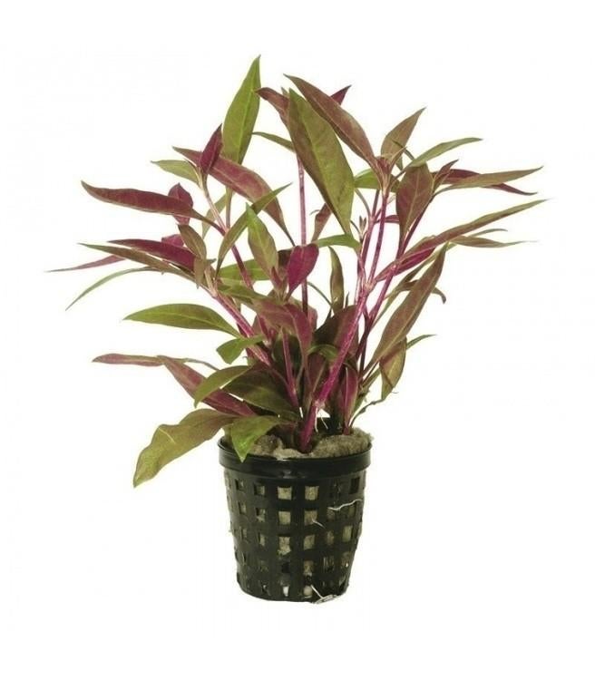 alternanthera reineckii minima €4,95, ., Overige typen, Nieuw, Ophalen of Verzenden