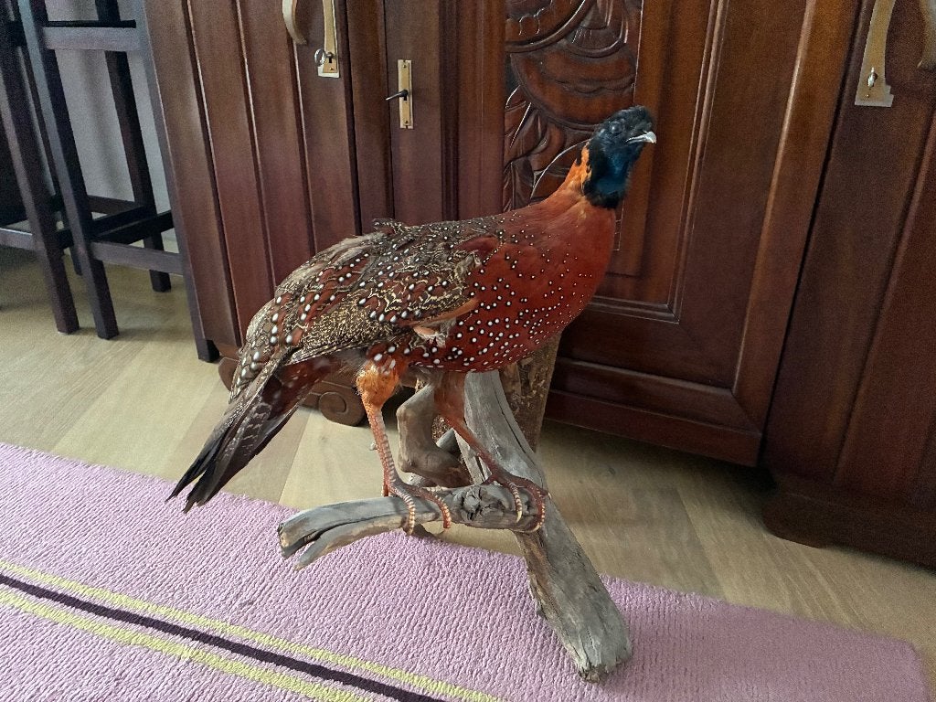 2 opgezette fazanten, Ophalen, Zo goed als nieuw, Vogel, Opgezet dier