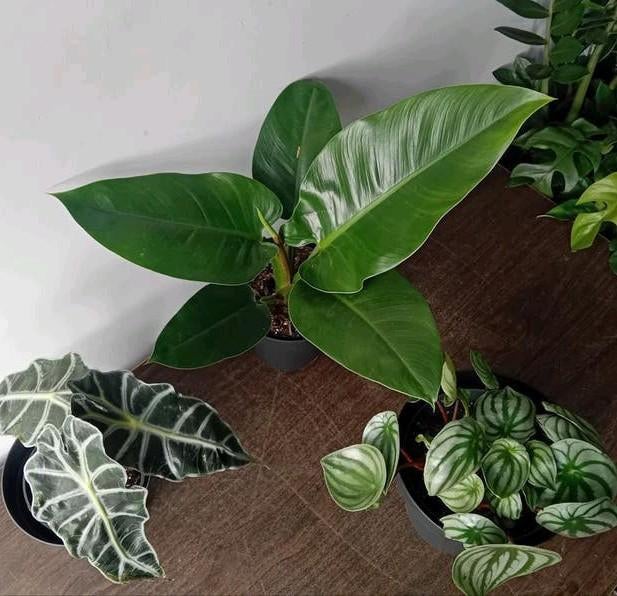 3 kamerplanten 30-60cm, Huis en Inrichting, Kamerplanten, Ophalen, Overige soorten, Halfschaduw, In pot