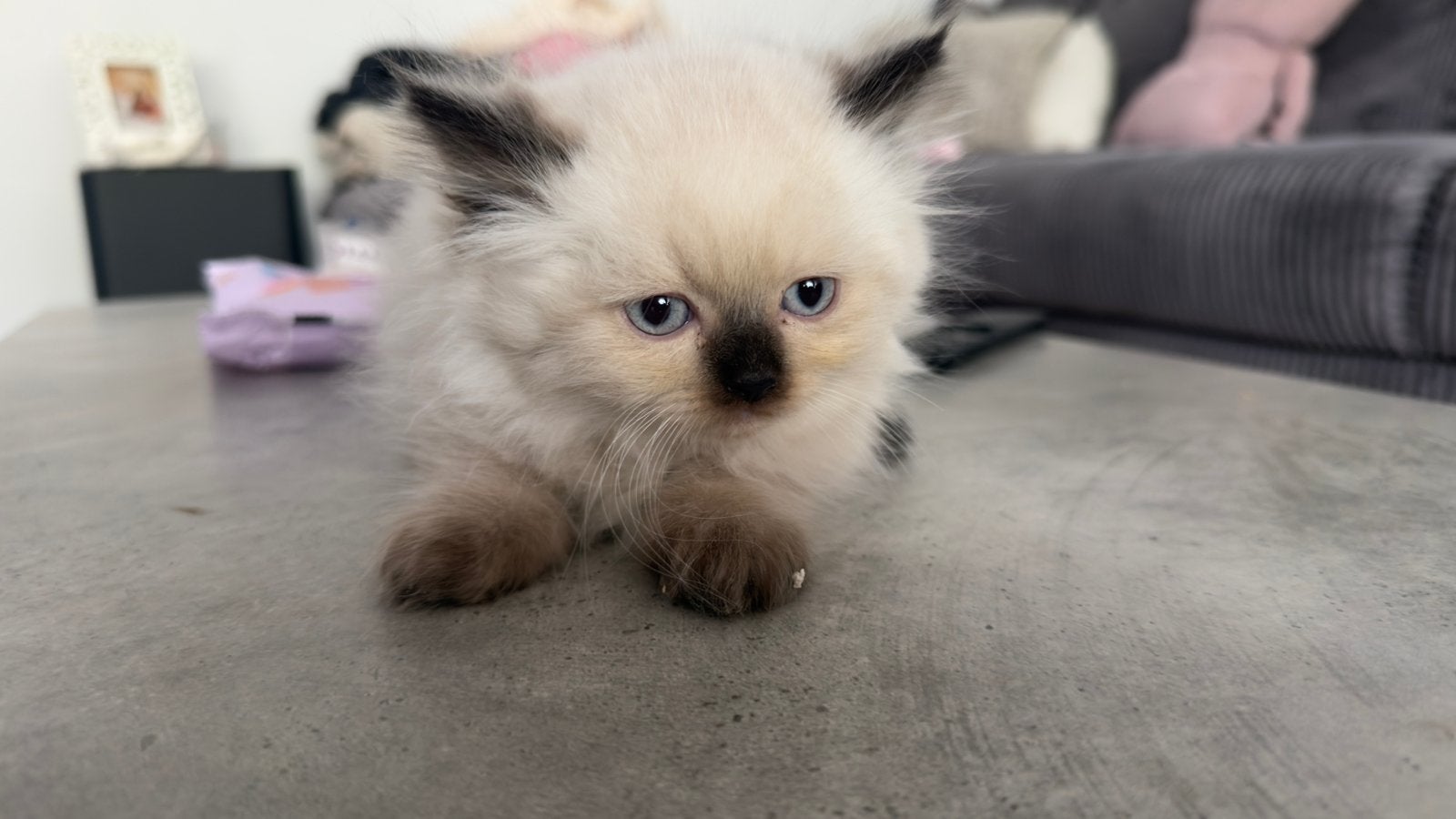 Britse Langhaar kittens, Meerdere dieren