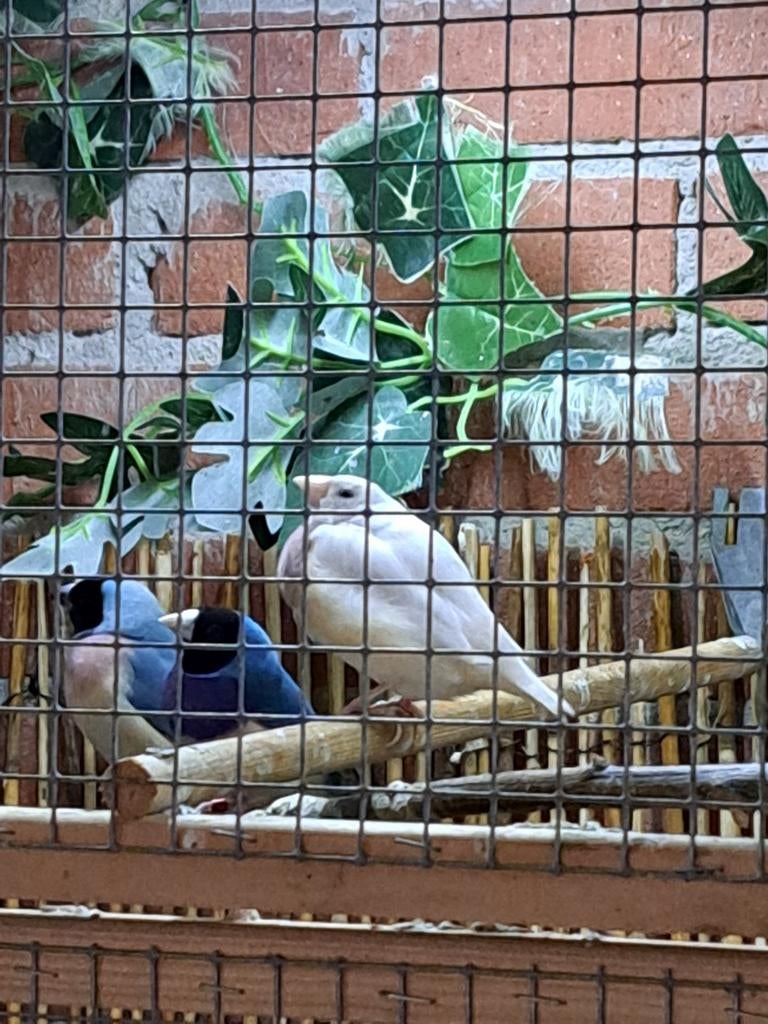 Gouldamadine pop zilver, Dieren en Toebehoren, Vogels | Overige Vogels, Meerdere dieren