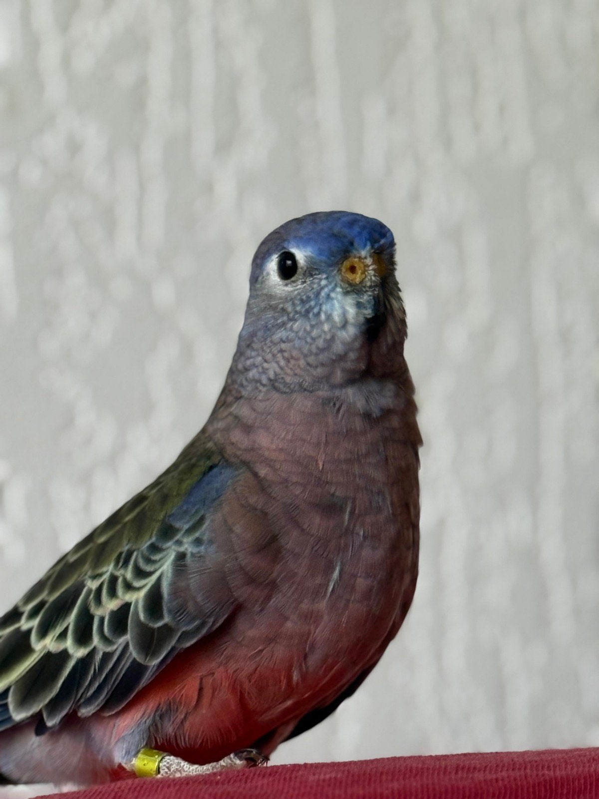 Bourke parkiet man gezocht, Dieren en Toebehoren, Mannelijk, Parkiet, Tam